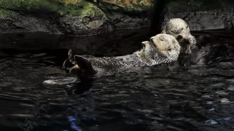 https://www.pexels.com/video/sea-otters-swimming-2554522/