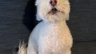 Dog and owner yell "I love you" back and forth at each other