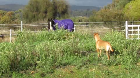 Horse incredibly herds sheep friends, playful pup turns it into mayhem