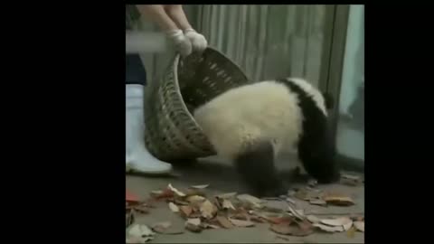 Cute Adorable pandas Funny Video Compilation