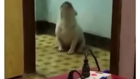 Dogs dancing with music