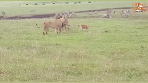 Brave dog faces a lion