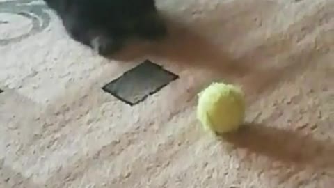 Puppy playing at home with a tennis ball.