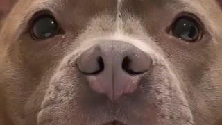 Adorable pup patiently waits for food service