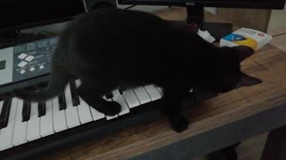 Keyboard Kitty Creates Suspenseful Tune