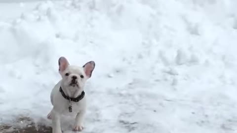 Puppy and snow