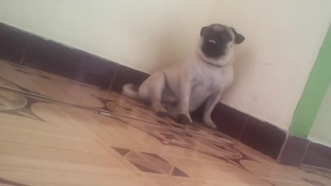 how to train a pug dog at home.. dog training tips for beginners