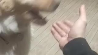 Playing with my dog