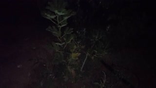 Trees in the dark