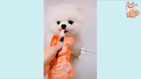 Puppy enjoying juice with his lolipop