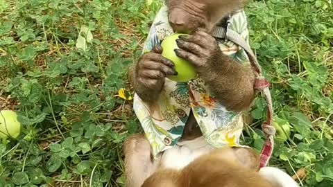 Adorable baby monkey is eating peaches and playing happily