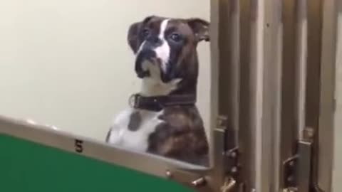 Dog Getting Picked Up From The Vet Gives Owner This Look 😂🤗 I found it cute funny