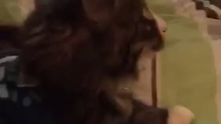 Cat trying to catch feather jumping on bed