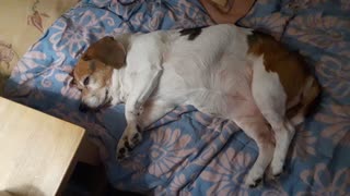 Sleeping Beagle