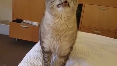 Cat Sneezes Big During Movie viralmix