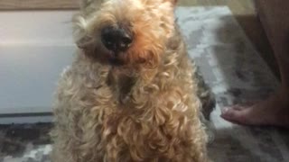 The POTUS Stares into Welsh Terrier Dog Eternity