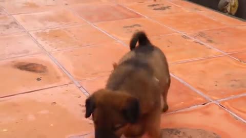 Today _baby_money_punish_A_puppy_Difficulty_Breathing_best_short_video.