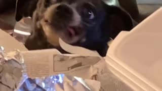 Goofy Dog Growls Over Food