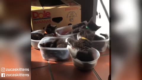 Adorable Foster Kitties In Their Charging Pods