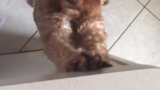 Cute dog begs for treats