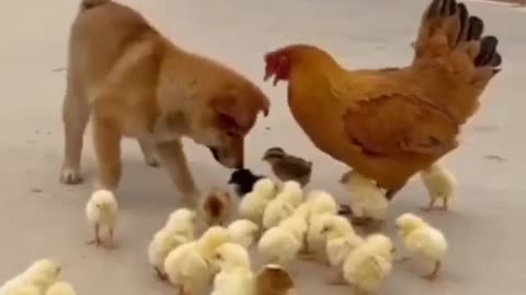 Dogs funny vs coq funny