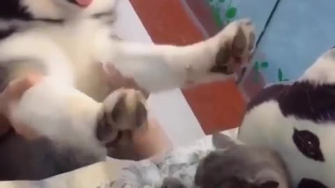 Husky dog ​​playing with its owner in a wonderful and amazing way, very wonderful
