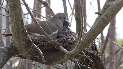 White Wing Dove, Spring Texas 190320