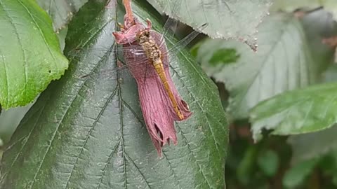 A dragonfly from my garden