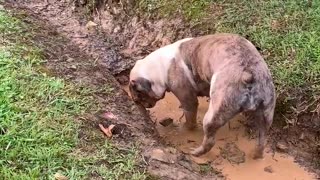 Bulldog playing in MUD