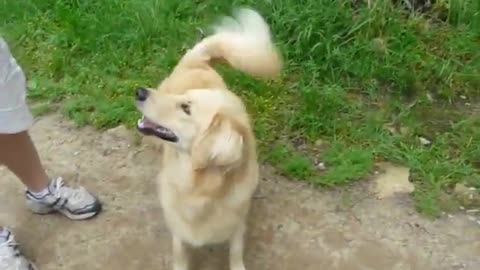 Tennis Ball Obsessed Dog Arrives at the Dog Park - too cute!
