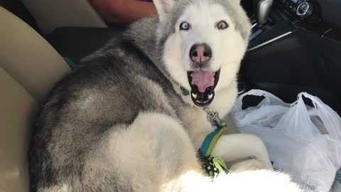 Stubborn Husky refuses to give up front seat 2021