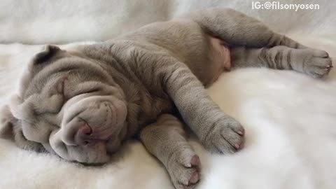 Grey wrinkly puppy snores sleeps on white blanket
