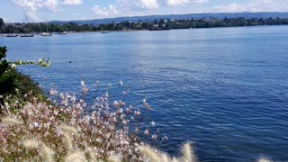 Flower in Switzerland in swiss lake