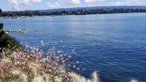 Flower in Switzerland in swiss lake