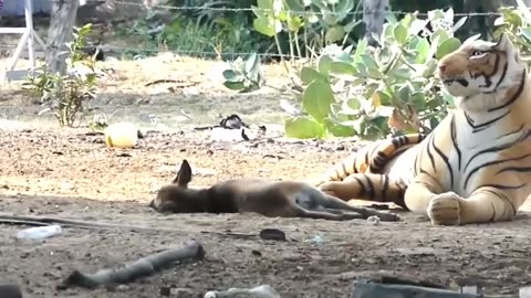 Hilarious Dog Pranks: Troll Dog with Fake Lion, Fake Tiger, and Huge Box!