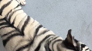 Fearsome Tiger Striped Frenchie