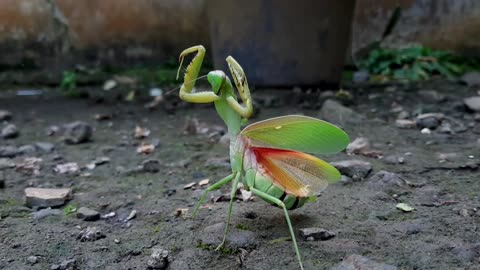 Mantis or Praying Mantis, Mantis Religiosa. The green praying mantis is in danger