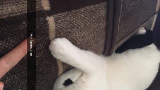 Cat grabs the finger of his owner when he tries to move it away