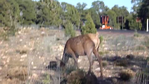 Elk pooping at Grand Canyon National Park