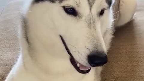 HUSKY FREAKS OUT When Told He's ADOPTED!!! #RUMBLE