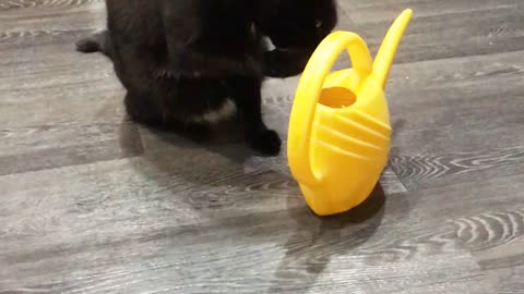 the cat is drinking water