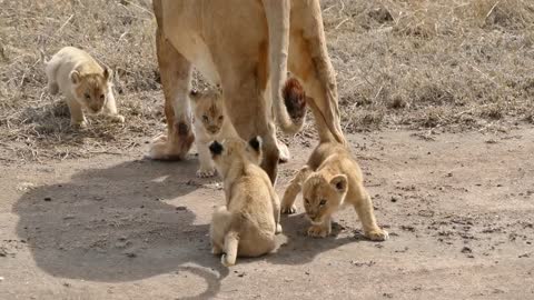 Adorable Six Lion Cubs enjoy their first outdoor adventure