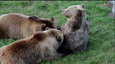 European Brown Bear Mamar Young Animals Dam