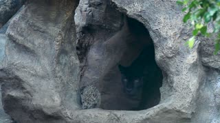 Adorable Fluffy Jaguar Cubs Born At Tenerife Zoo