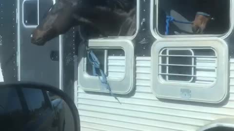 Horse Thinks Of A Great Way To Entertain Himself While Enjoying A Ride