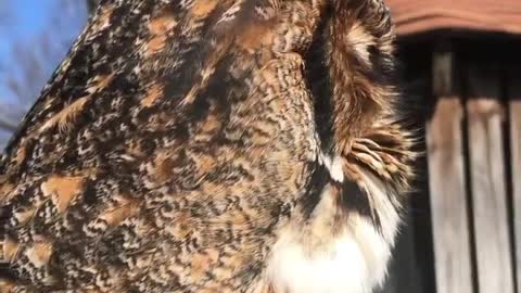 eagle owl Bubo virginianus