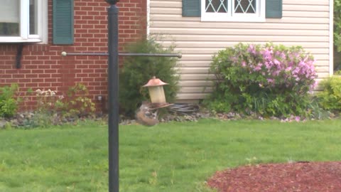 Sneaky Squirrel Eats Bird Seed