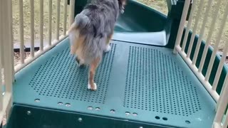 Mini Aussie Leaps From Slide