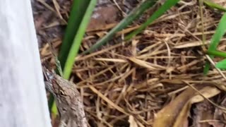 Lizard Eats GollyWhopper