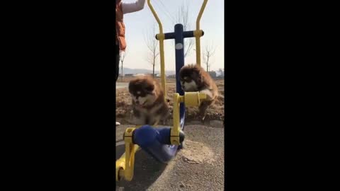 Cute dogs swing funny video || AMZING DOGS 2021.